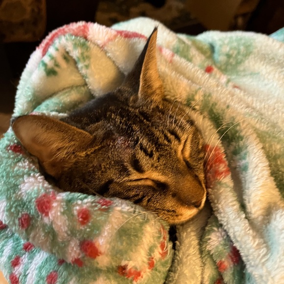 Meet your Posher, Christina - Picture 1 of 1